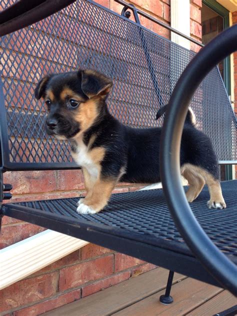 dachshund german shepherd chihuahua mix|german shepherd and dachshund mix.